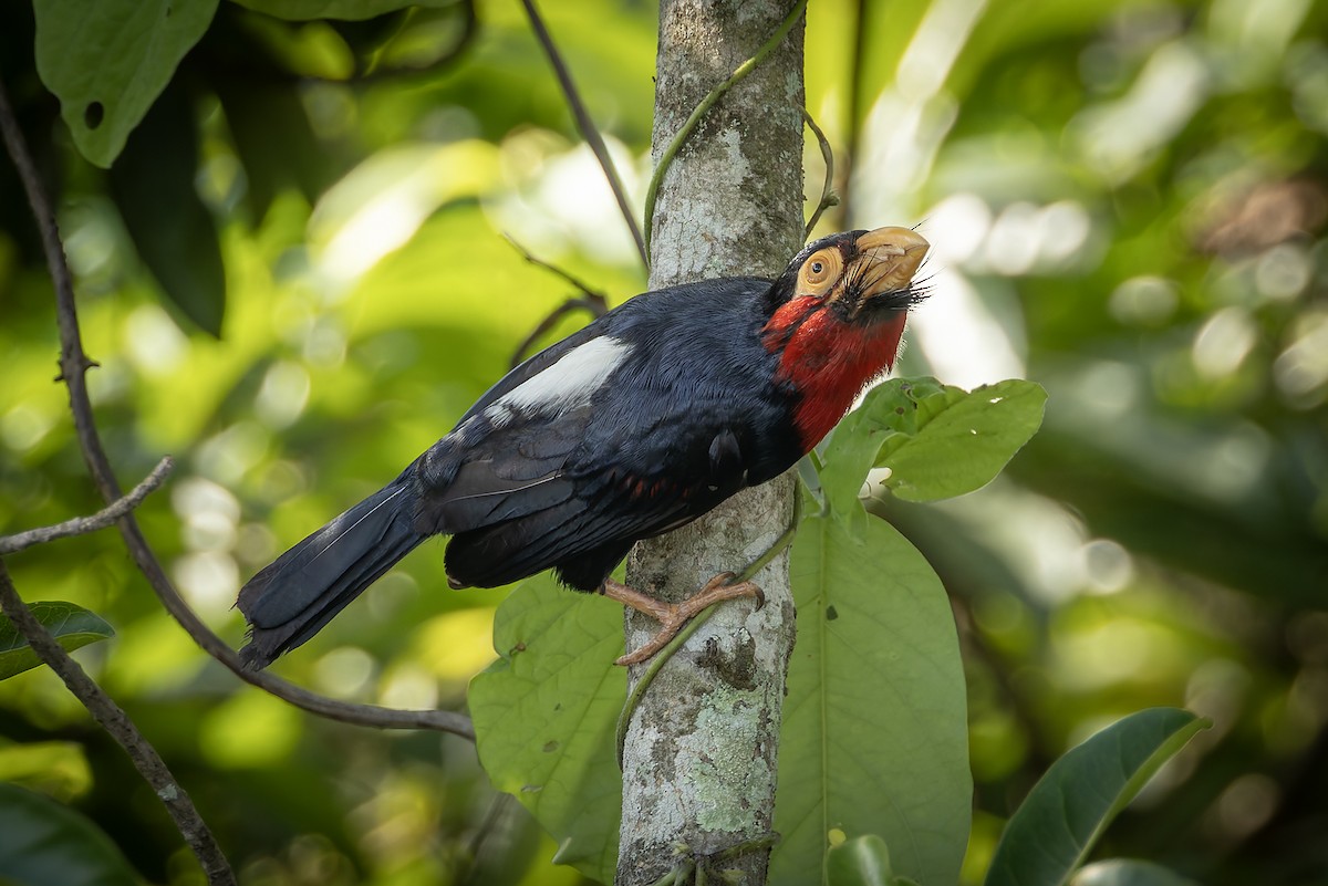 Bearded Barbet - ML646239712