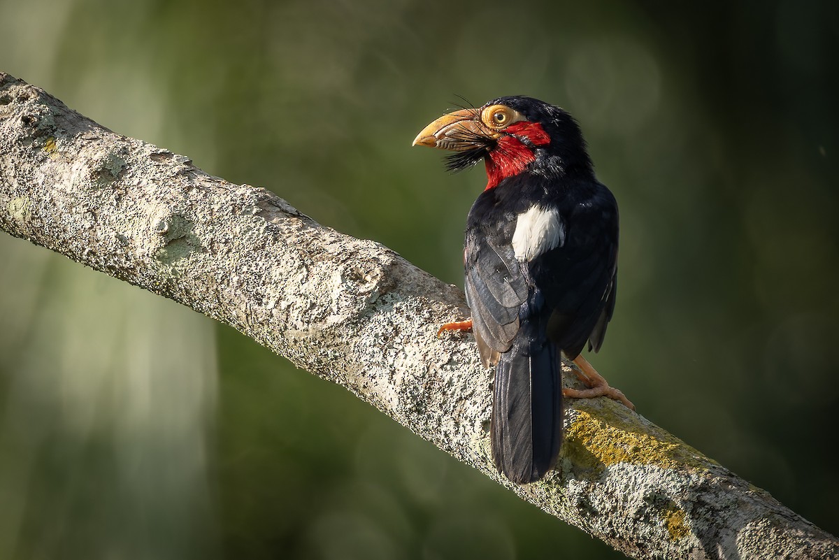 Bearded Barbet - ML646239713