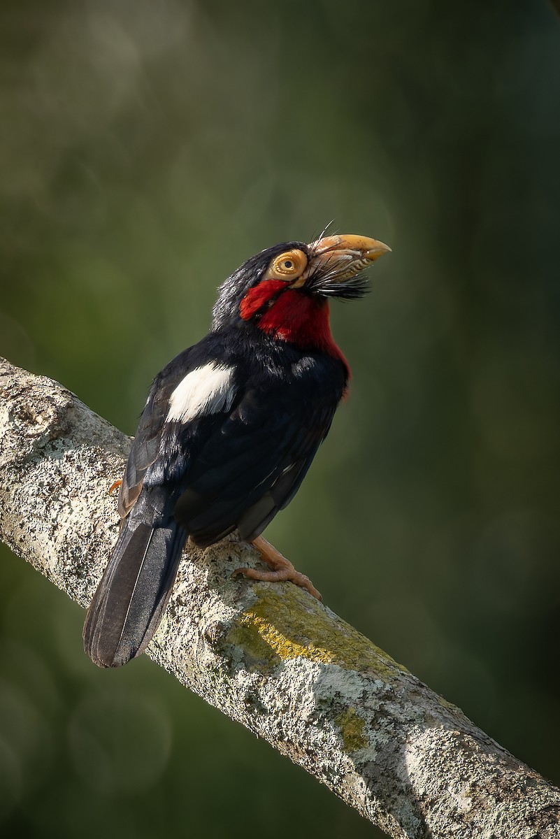 Bearded Barbet - ML646239714