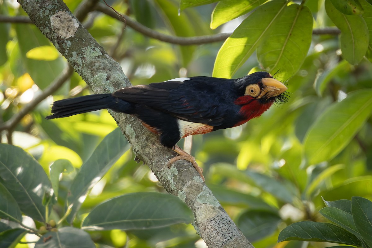 Bearded Barbet - ML646239715