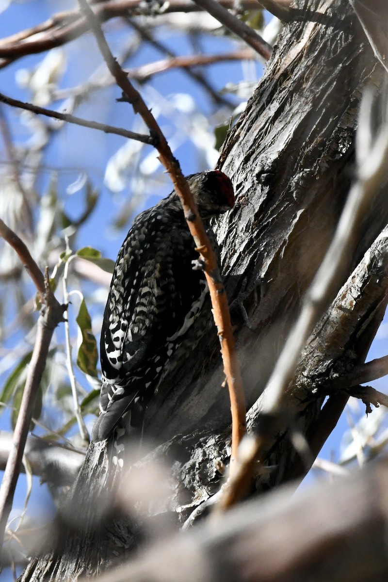 Yellow-bellied Sapsucker - ML646239722