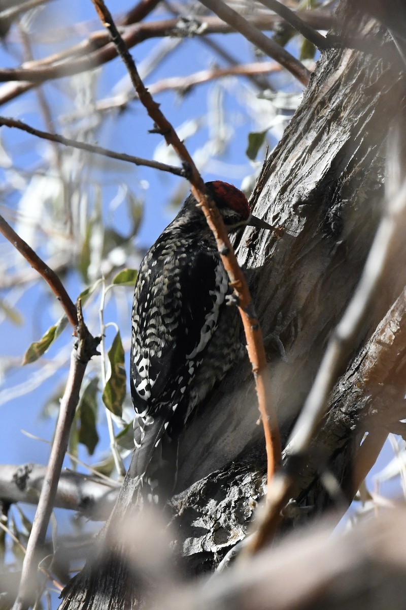 Yellow-bellied Sapsucker - ML646239723