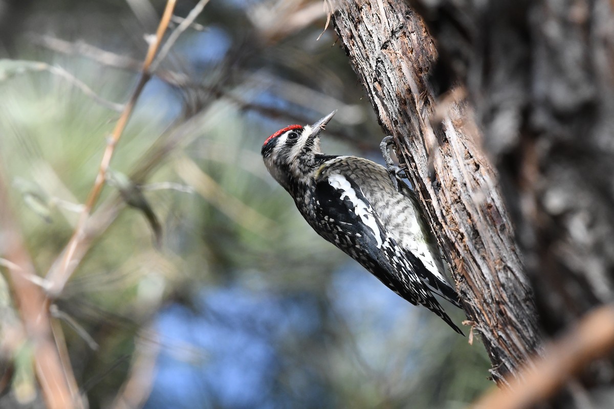 Yellow-bellied Sapsucker - ML646239725
