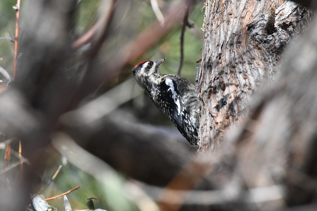 Yellow-bellied Sapsucker - ML646239726