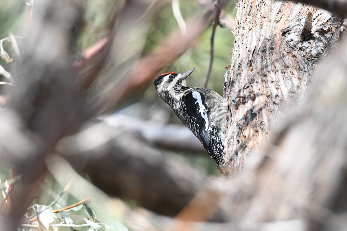 Yellow-bellied Sapsucker - ML646239727