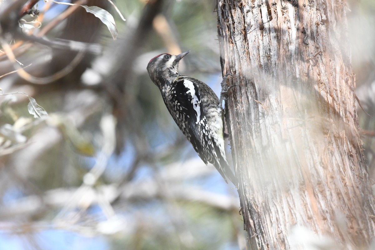 Yellow-bellied Sapsucker - ML646239729