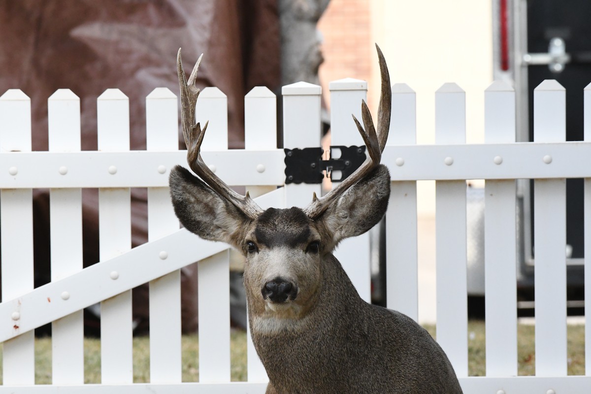 Mule Deer - ML646239730