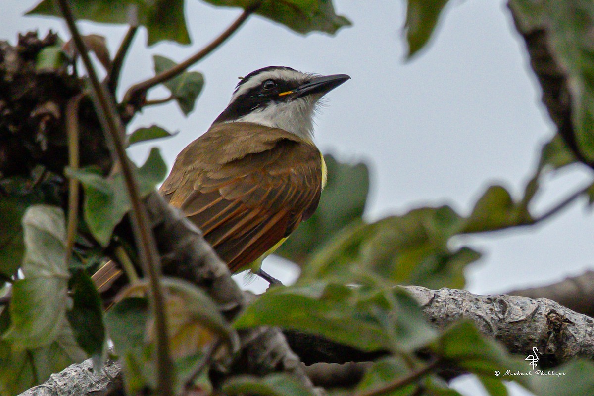 Social Flycatcher - ML646239731