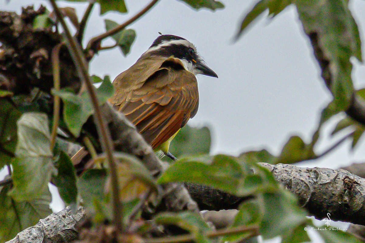 Social Flycatcher - ML646239732