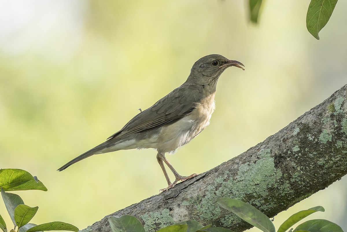African Thrush - ML646239733