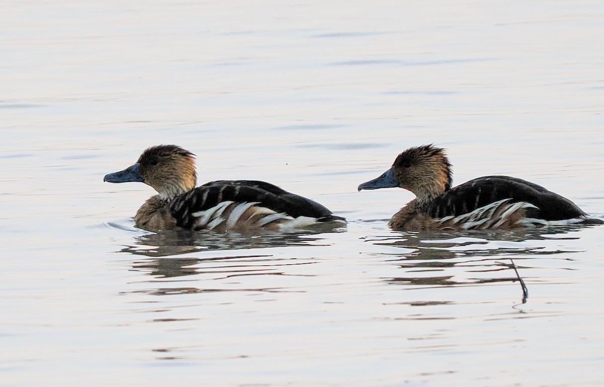 Fulvous Whistling-Duck - ML646239734