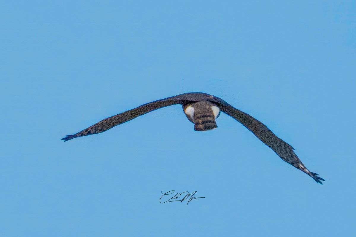 Cooper's Hawk - ML646239735