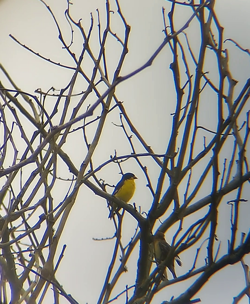 čížek mexický - ML646239746