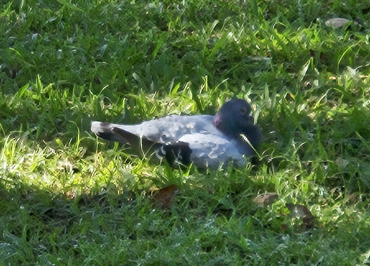 Rock Pigeon (Feral Pigeon) - ML646239749