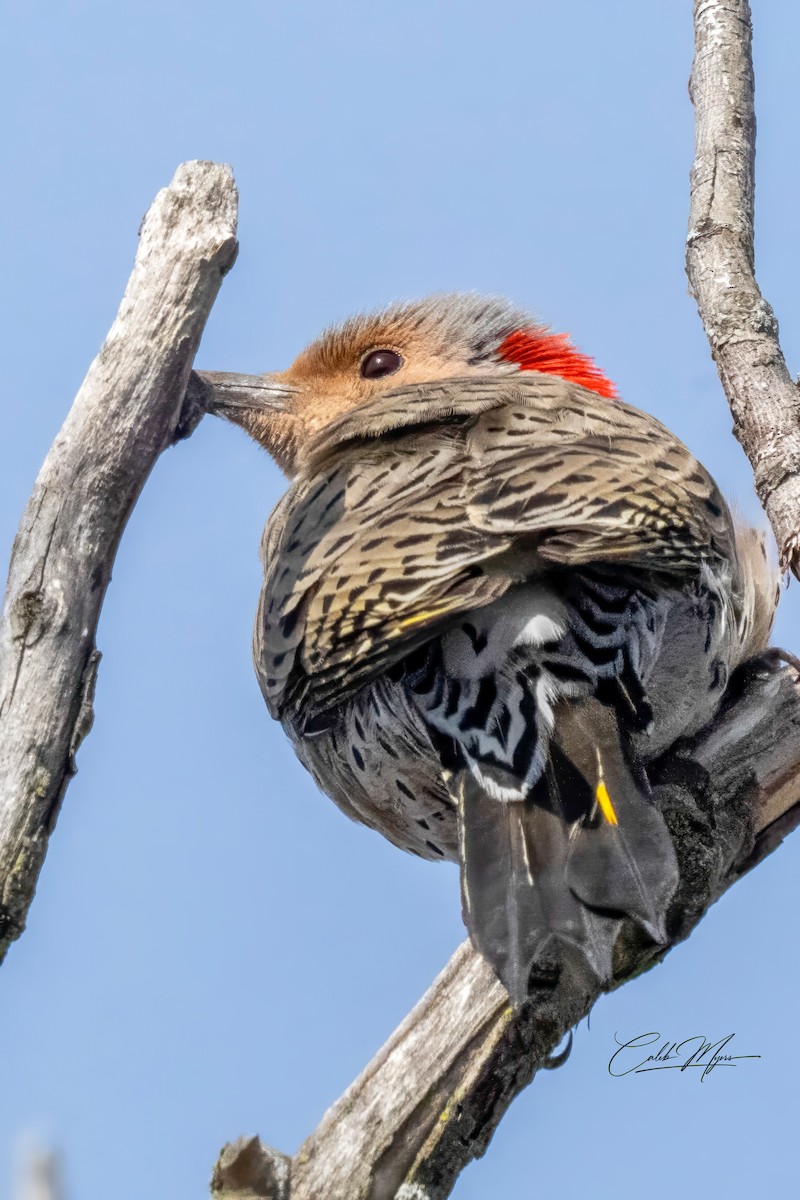 Northern Flicker - ML646239752