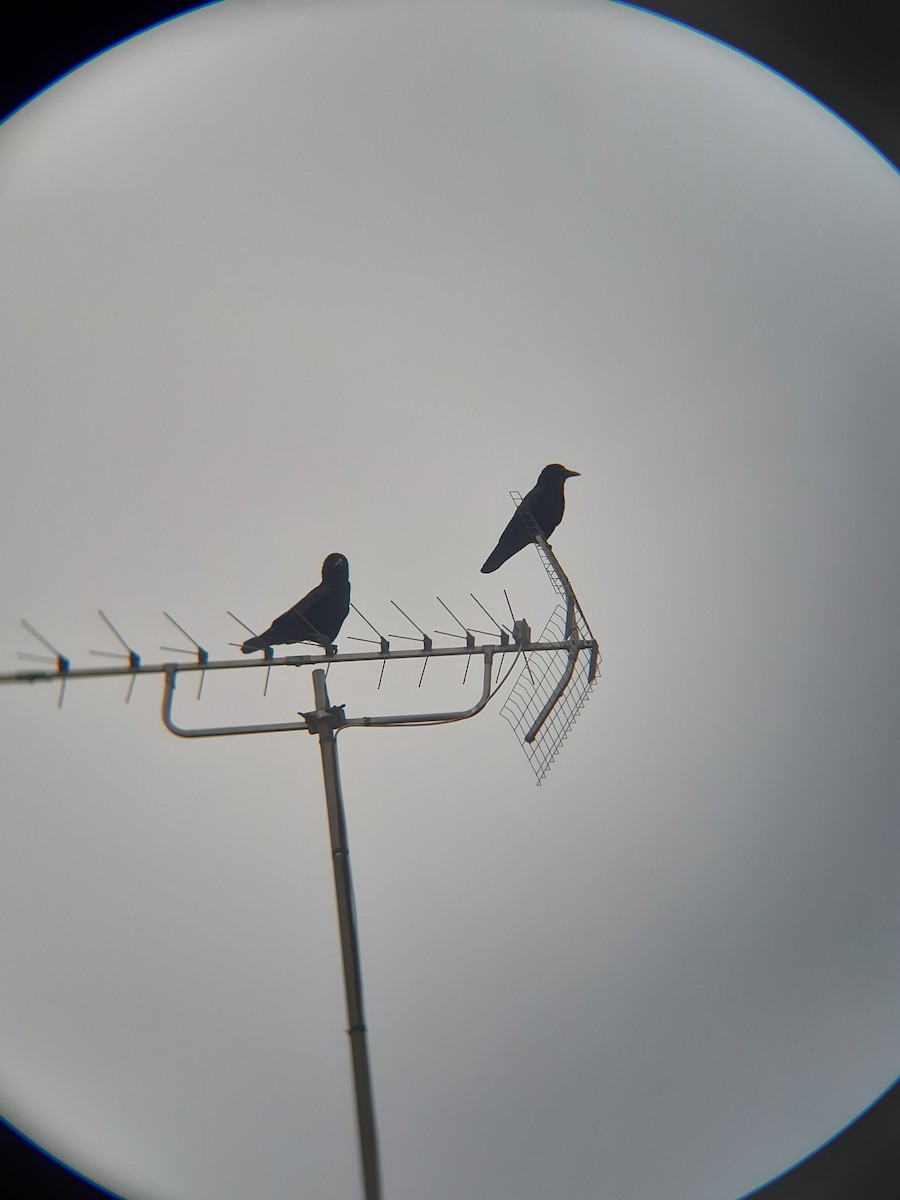 Eurasian Magpie - ML646239756