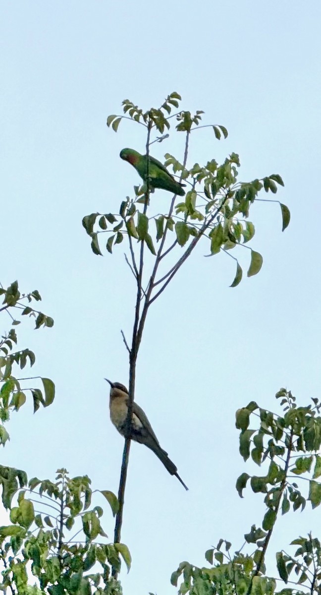 Blue-crowned Hanging-Parrot - ML646239759
