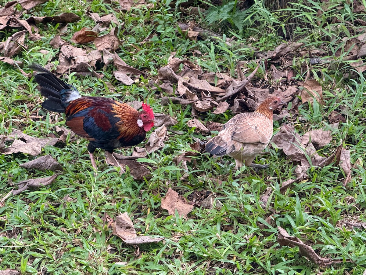תרנגול בר - ML646239763