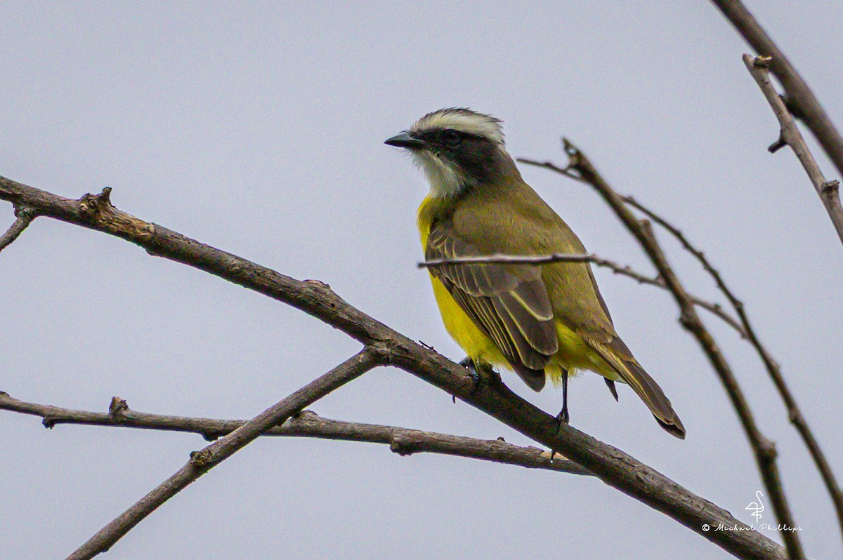 Sosyal Tiran - ML646239766