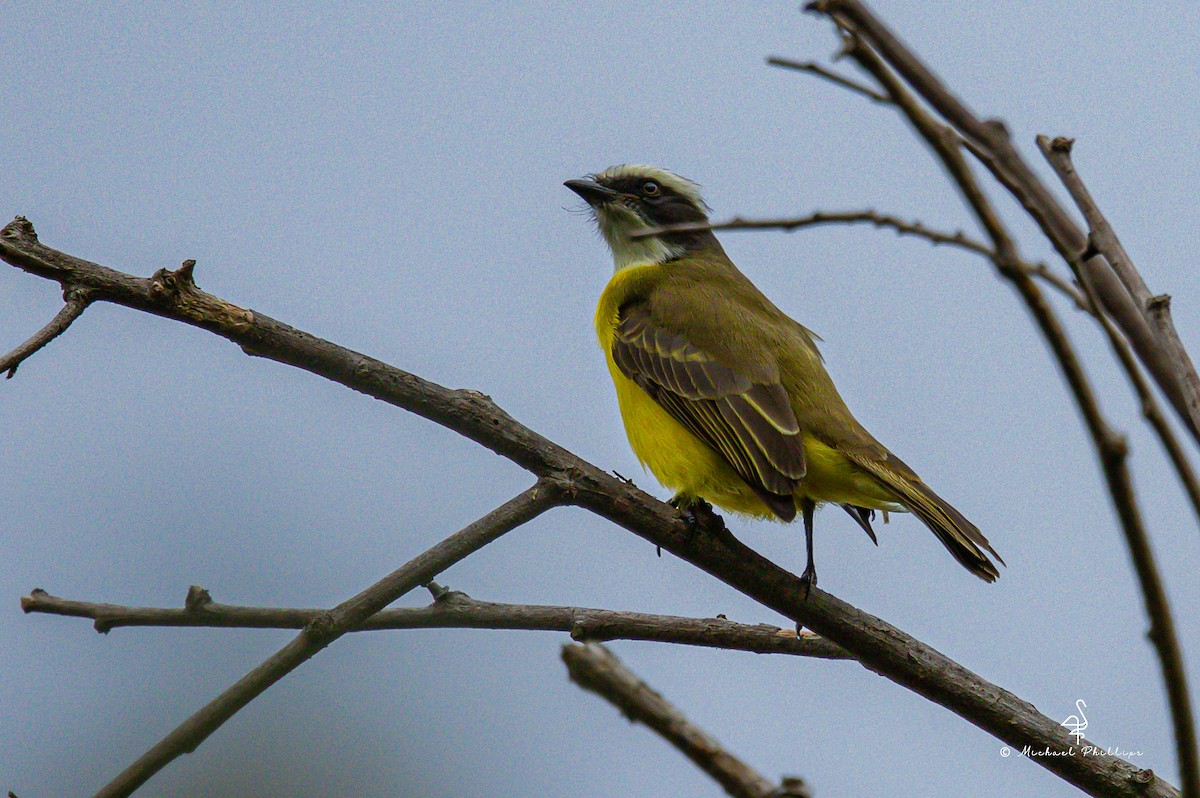 Sosyal Tiran - ML646239767