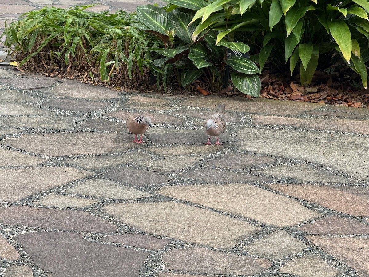 תור נקוד - ML646239768