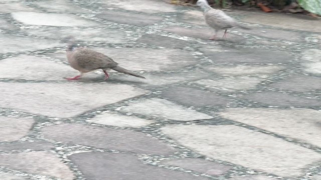 תור נקוד - ML646239769