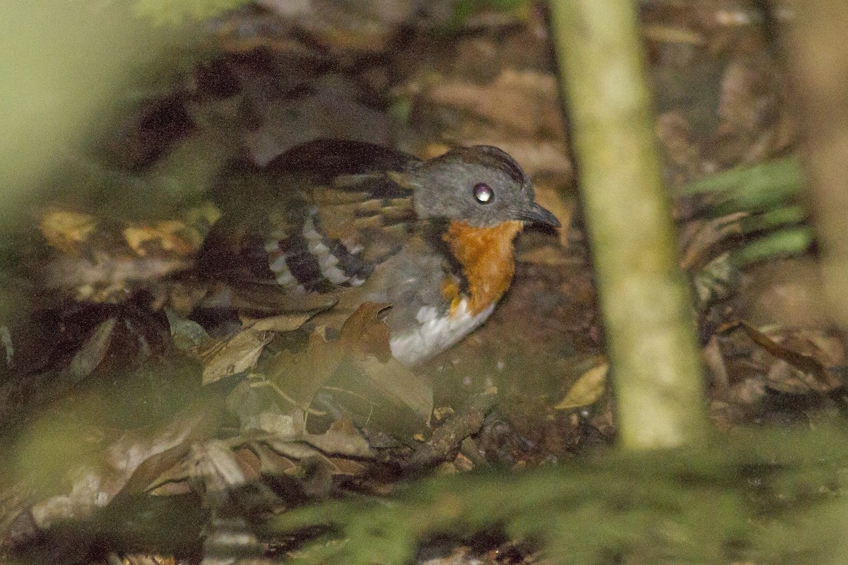 Australian Logrunner - ML646239773
