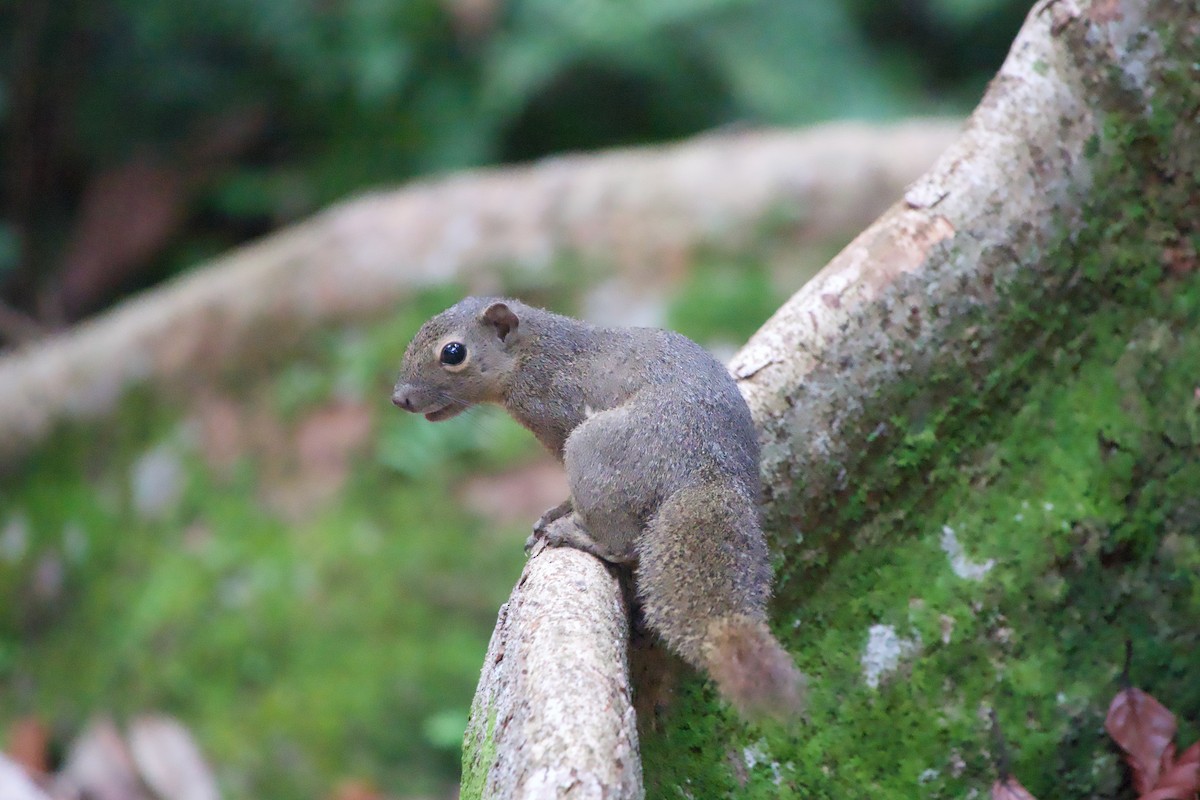 Plantain Squirrel - ML646239775