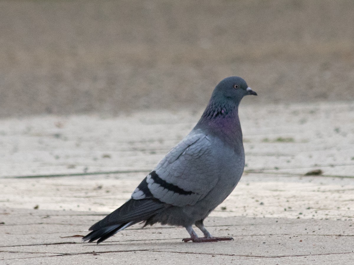 Rock Pigeon (Feral Pigeon) - ML646239776