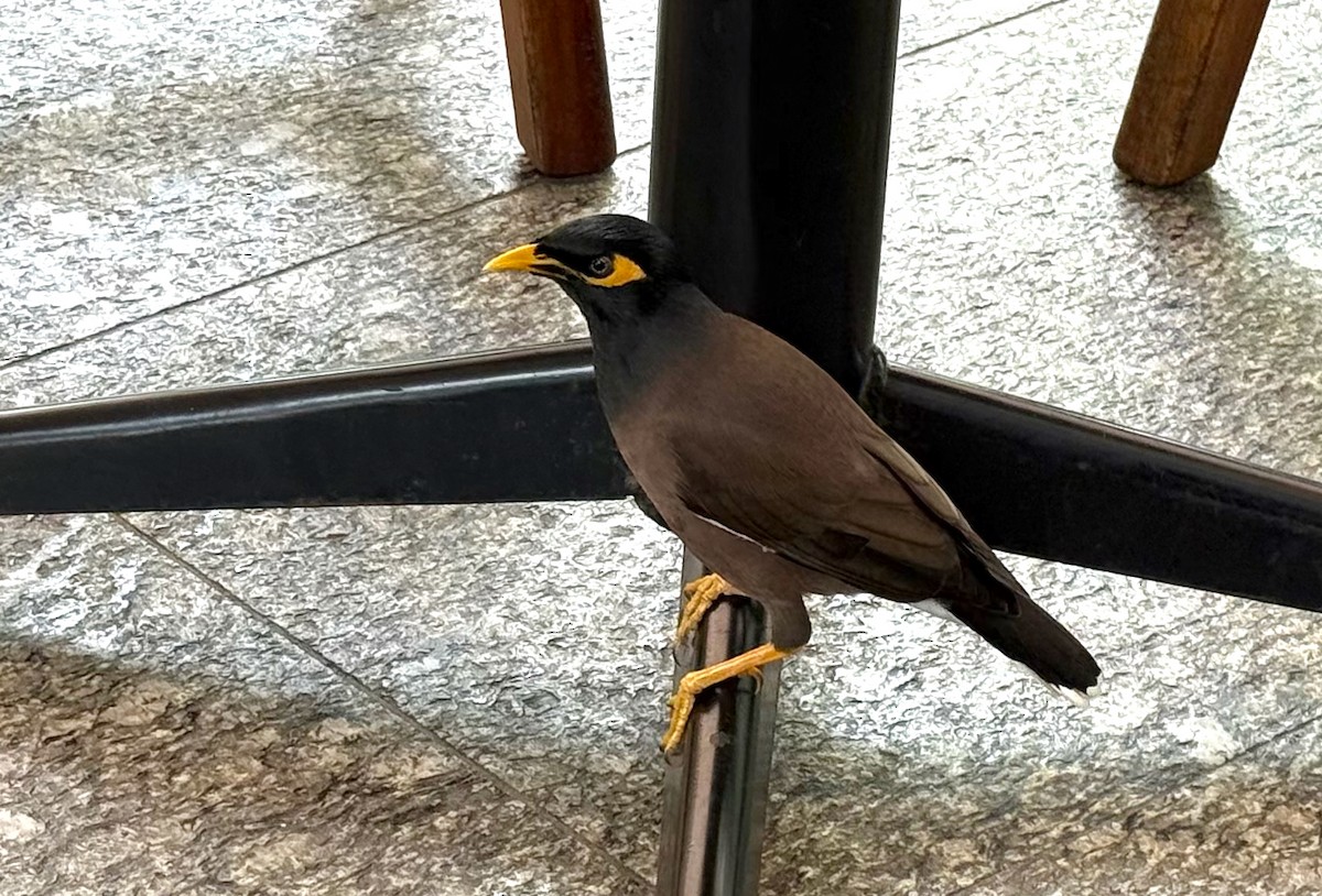 מיינה מצויה - ML646239785