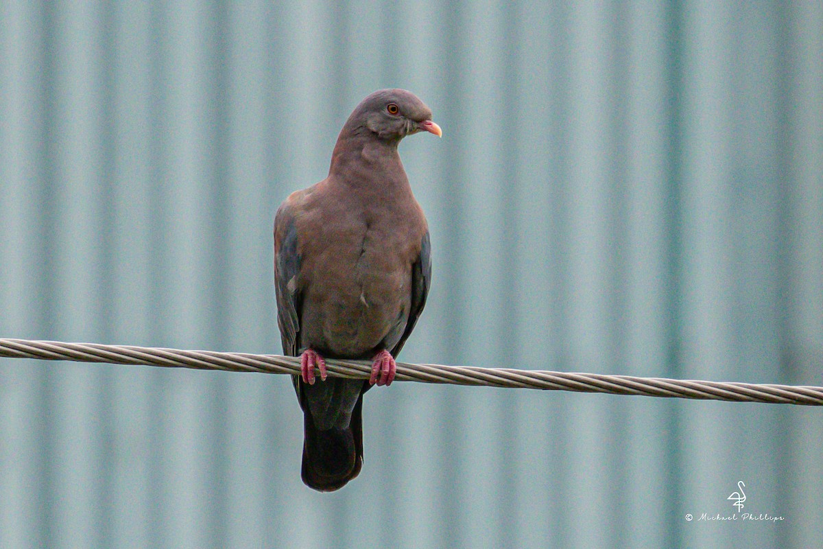 Red-billed Pigeon - ML646239786