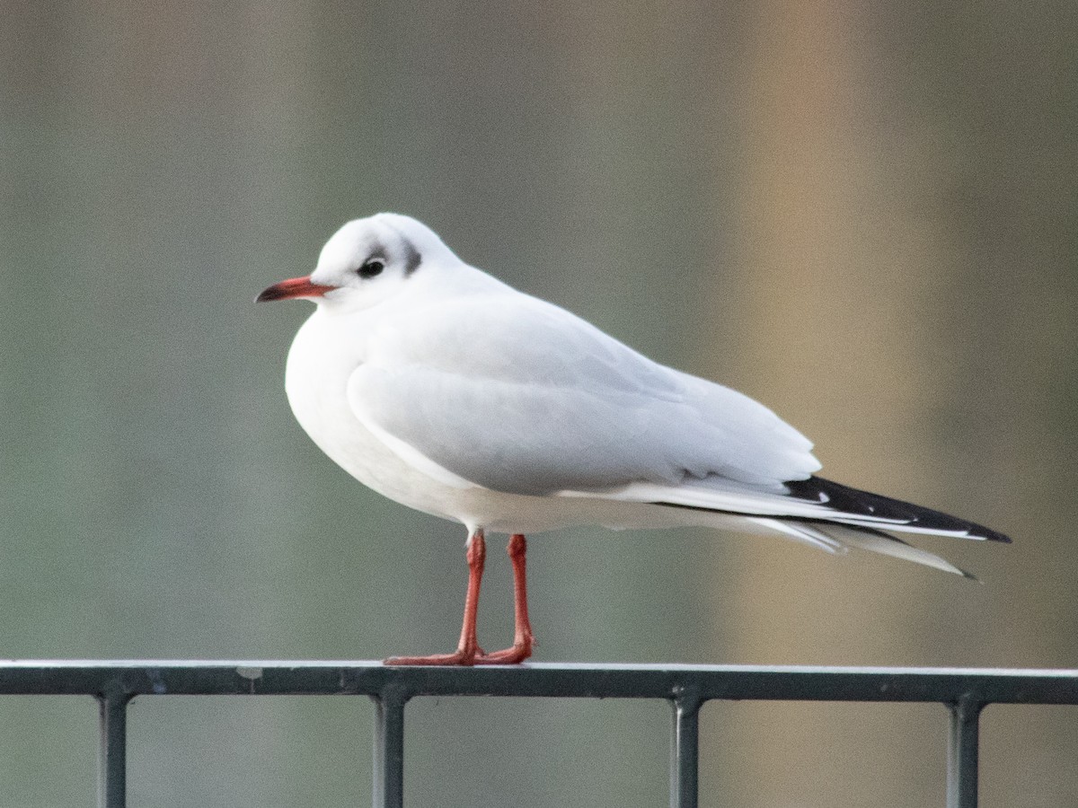 Black-headed Gull - ML646239787