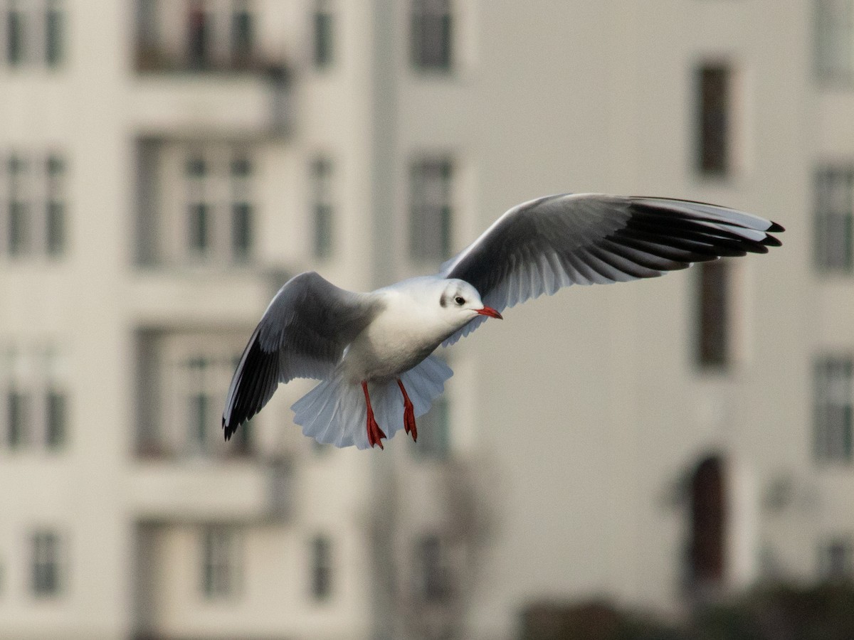 Black-headed Gull - ML646239789