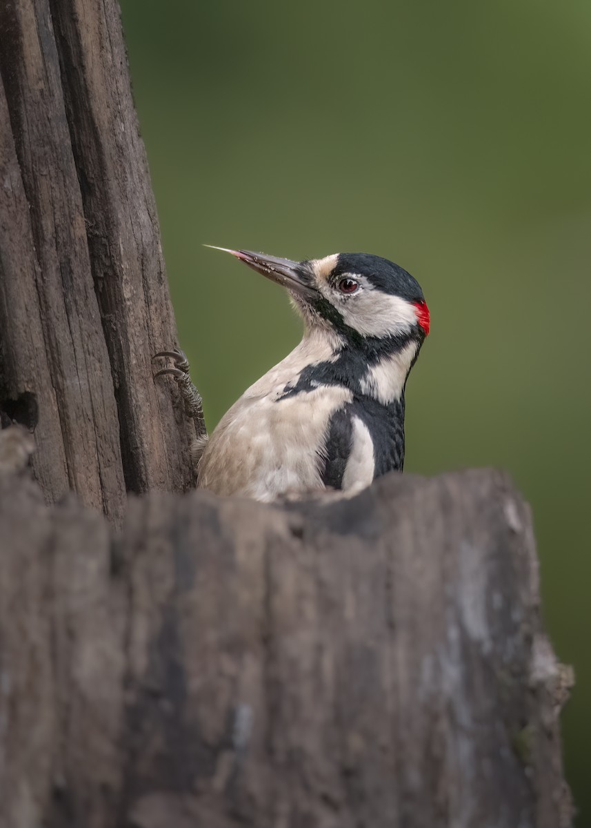 Great Spotted Woodpecker - ML646239792