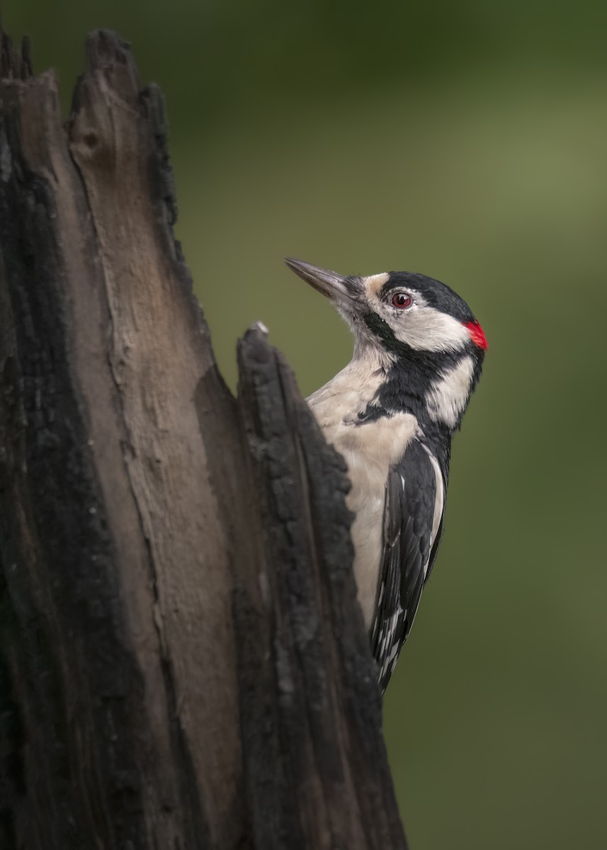 Great Spotted Woodpecker - ML646239793