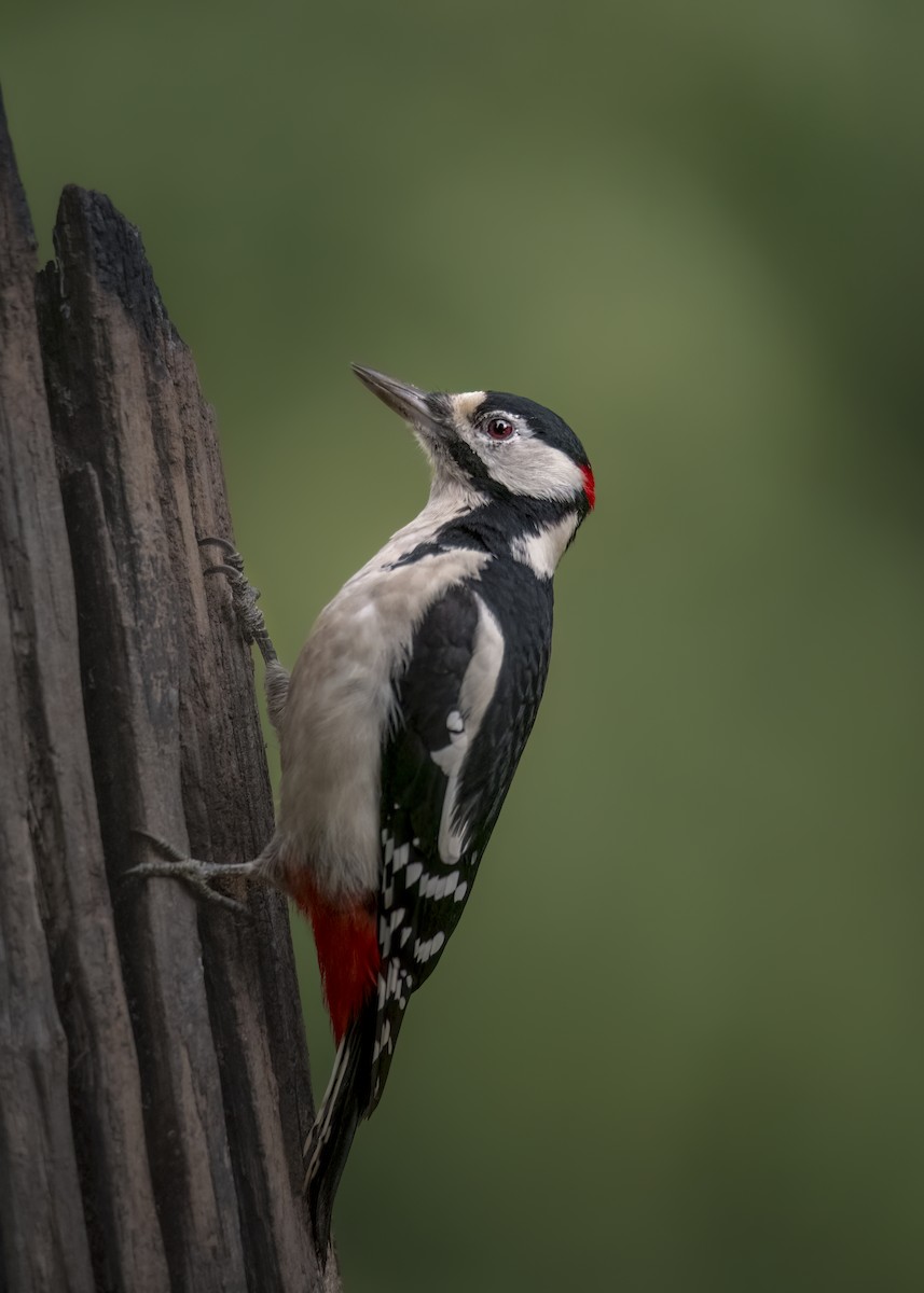 Great Spotted Woodpecker - ML646239794