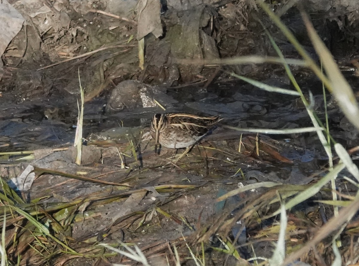 Agachadiza Chica - ML646239797