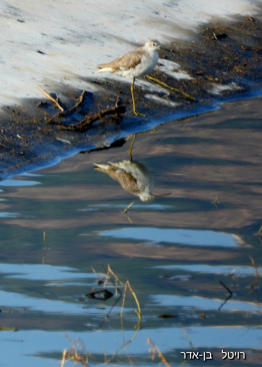 Marsh Sandpiper - ML646239798