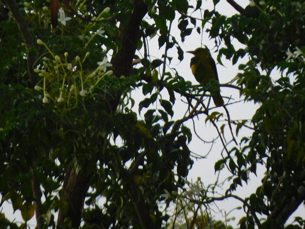 Indian Golden Oriole - ML646239803