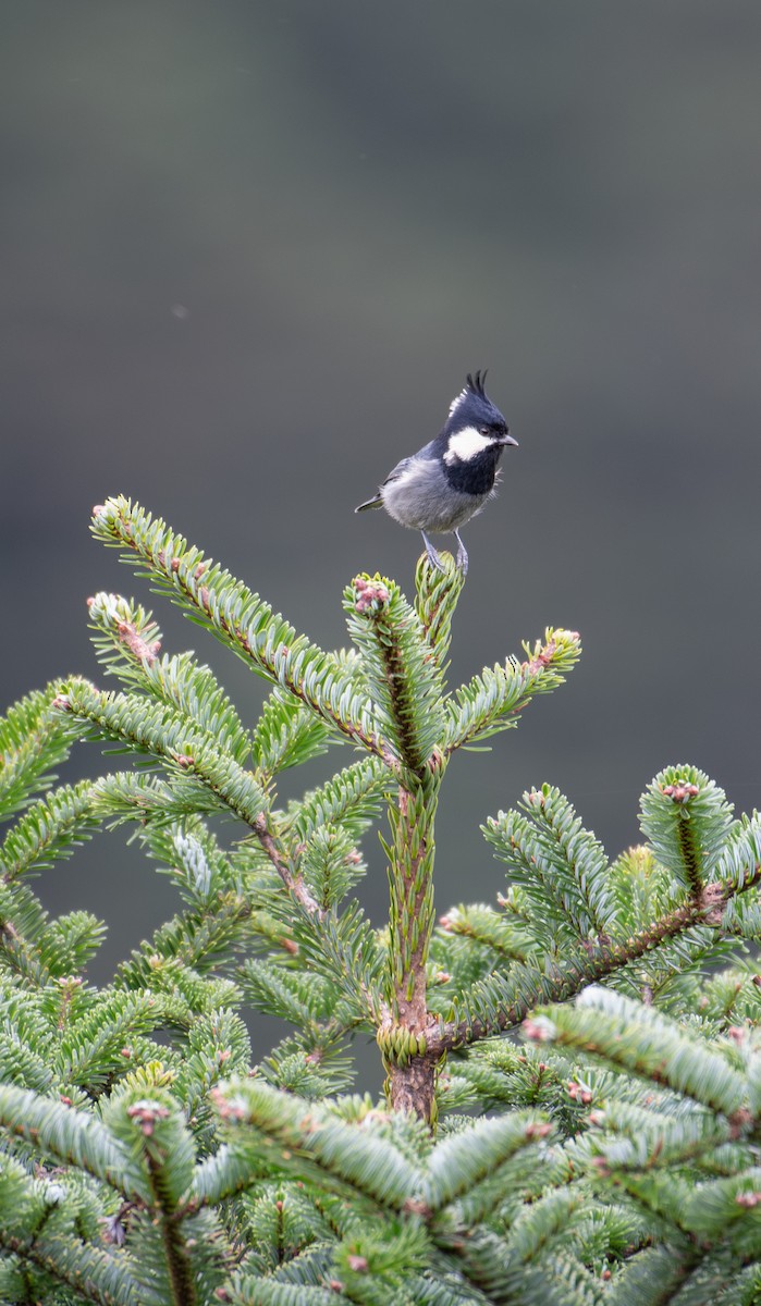 Coal Tit - ML646239804