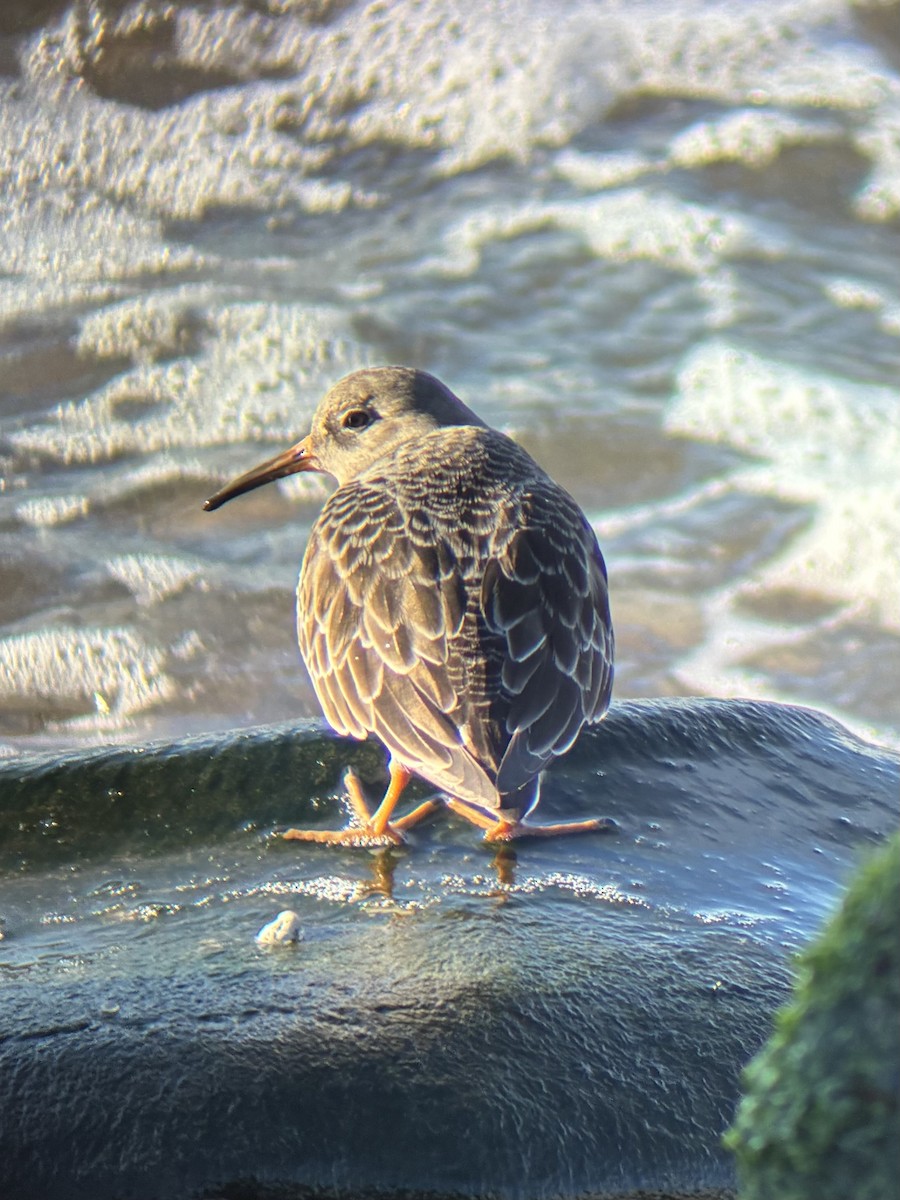 Purple Sandpiper - ML646239806
