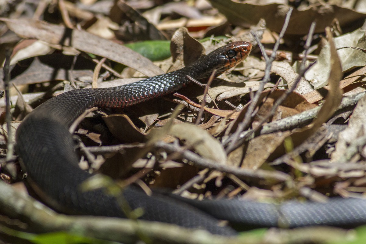 紅腹伊澳蛇 - ML646239808