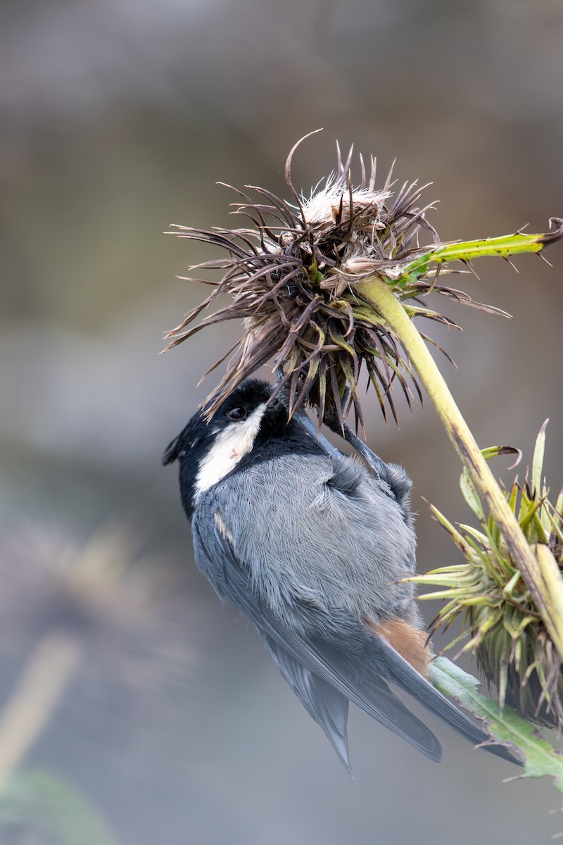 Rufous-vented Tit - ML646239809