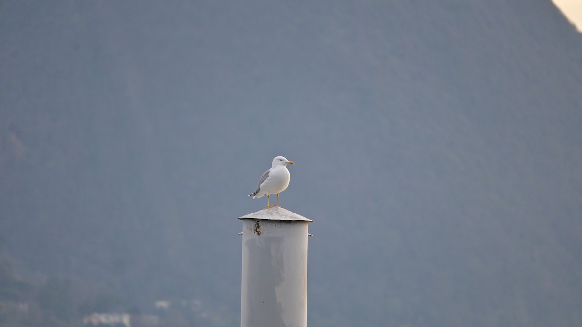 キアシセグロカモメ - ML646239810