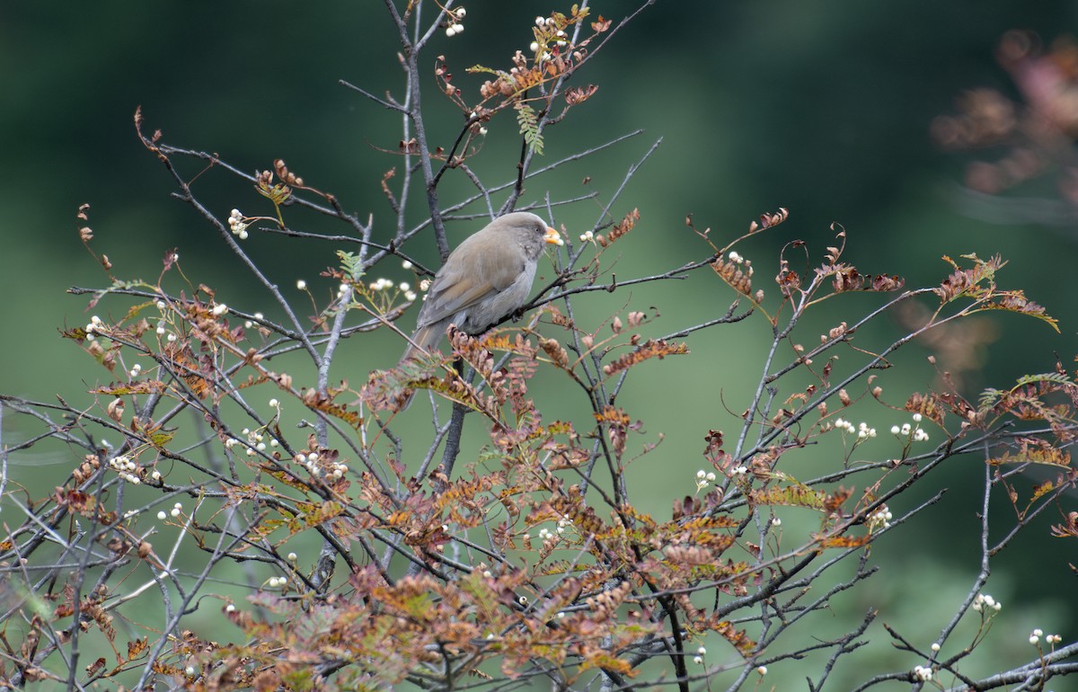 オオダルマエナガ - ML646239814