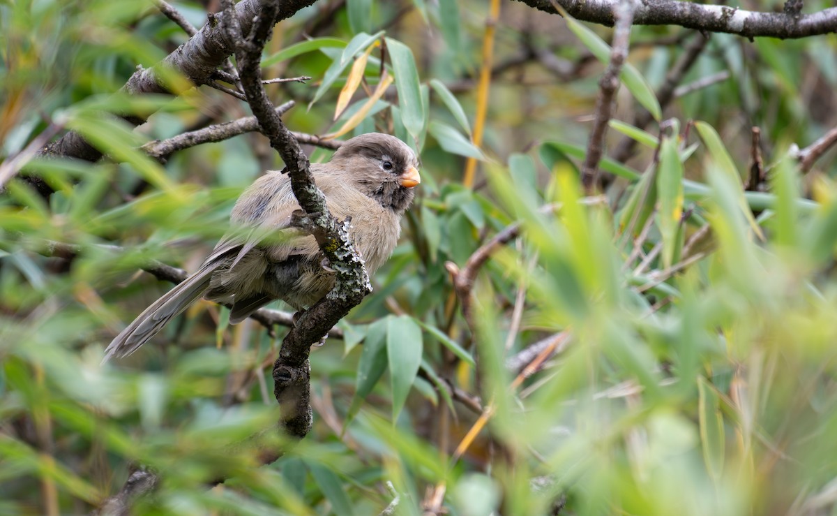 ミユビダルマエナガ - ML646239815