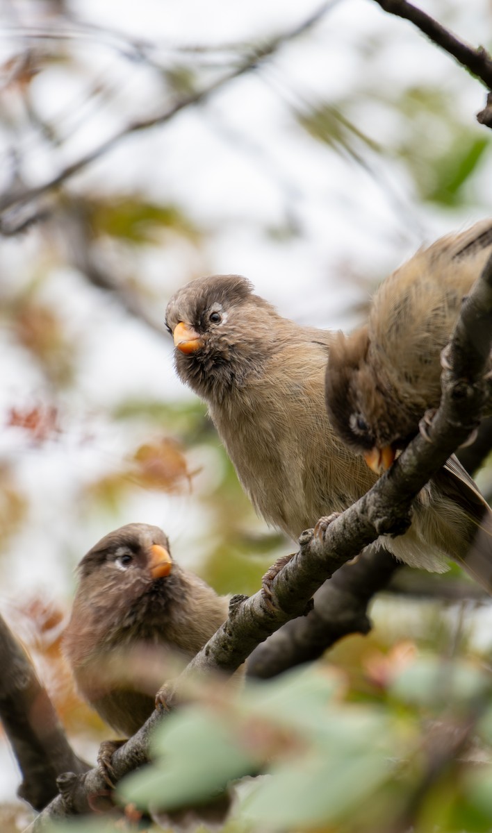 ミユビダルマエナガ - ML646239817