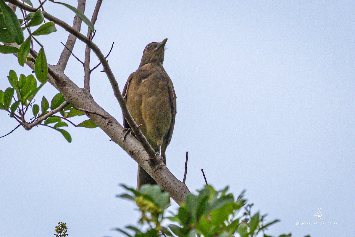 バフムジツグミ - ML646239819