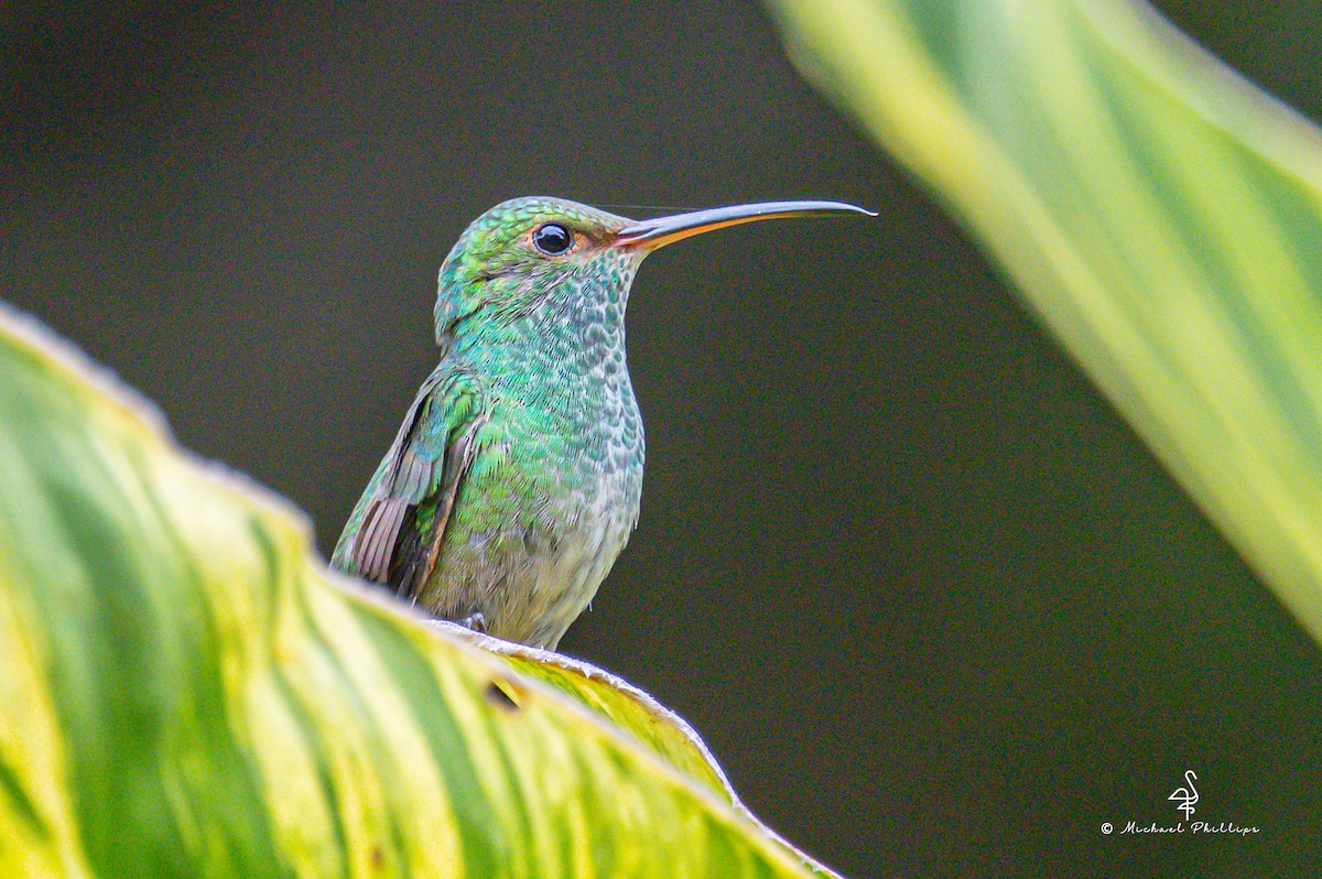 ハイバラエメラルドハチドリ - ML646239823