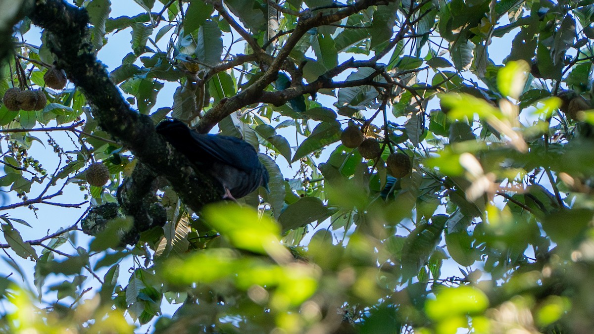 ブロンズエリジロバト - ML646239824